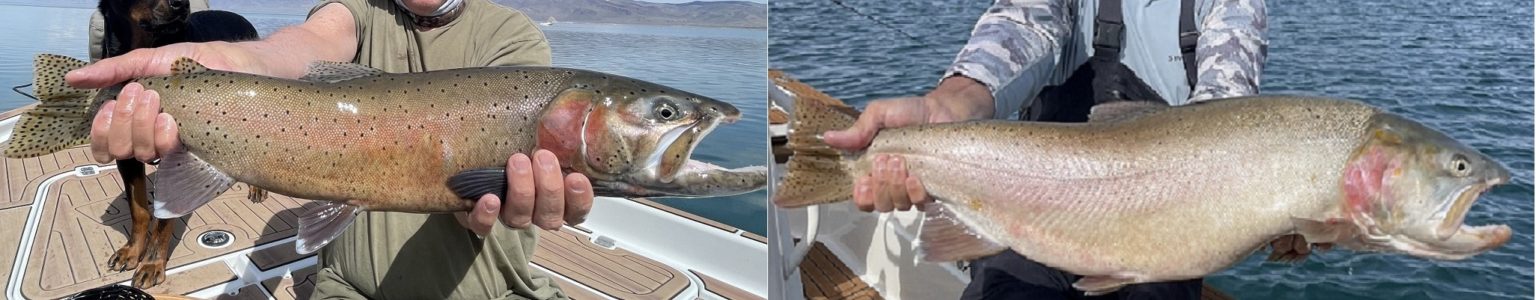 Summit and Pilot Peak Lahontan Cutthroat Trout- Pyramid Lake
