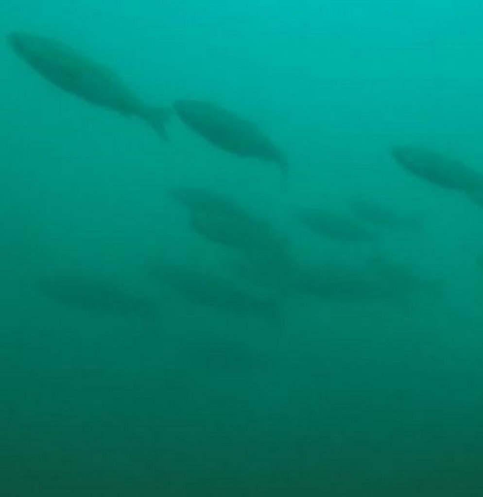Bait Ball Pyramid Lake - Tui Chub
