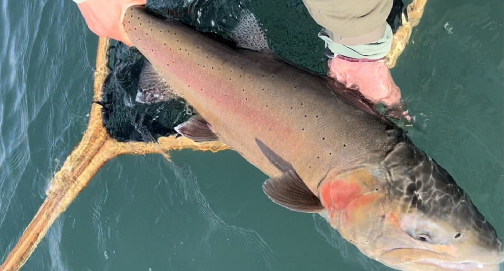 Release - 18 LBS Lahontan Cutthroat Trout Pyramid Lake NV