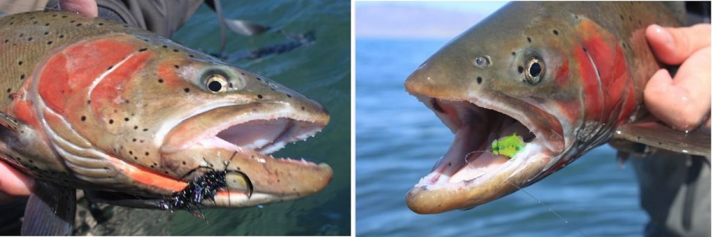 Lohantan Cutthroat Trout with Midnight Cowboy and Popcorn Beetle