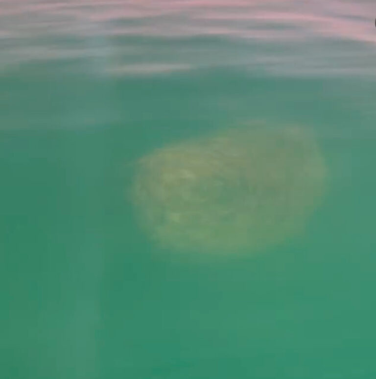 Pyramid Lake Bait Ball