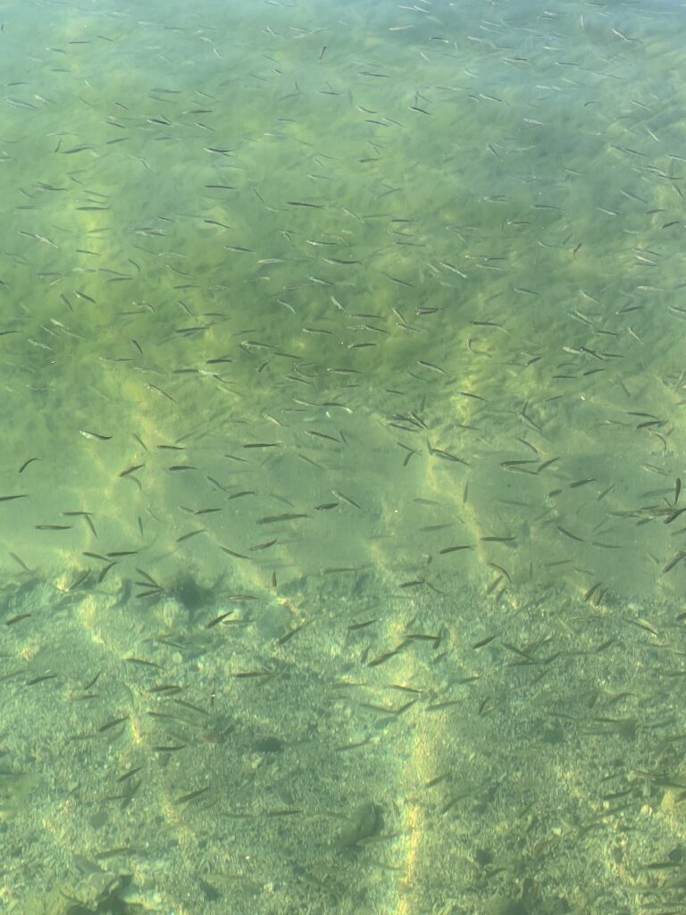 Tui-Chub Bait Fish - Pyramid Lake NV