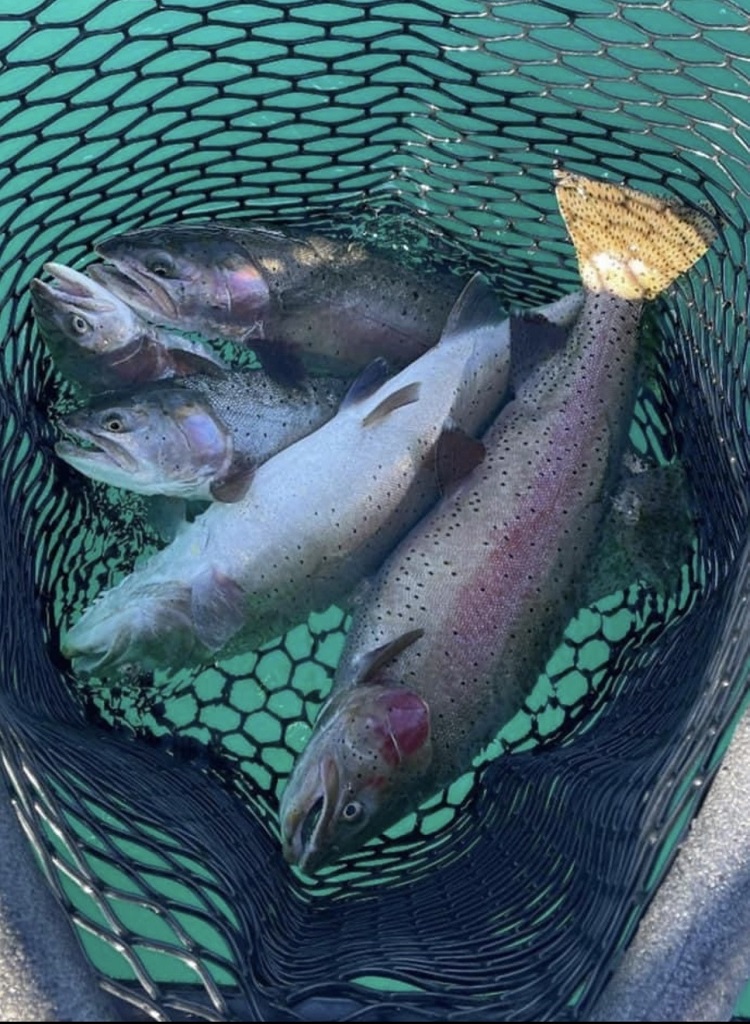 5 to the Net Lahontan Cutthroat Trout