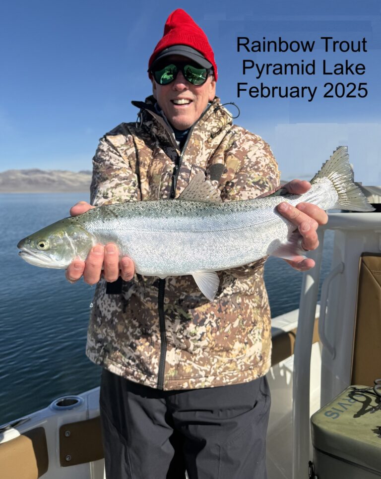 Pyramid Lake Rainbow Trout - February 2025