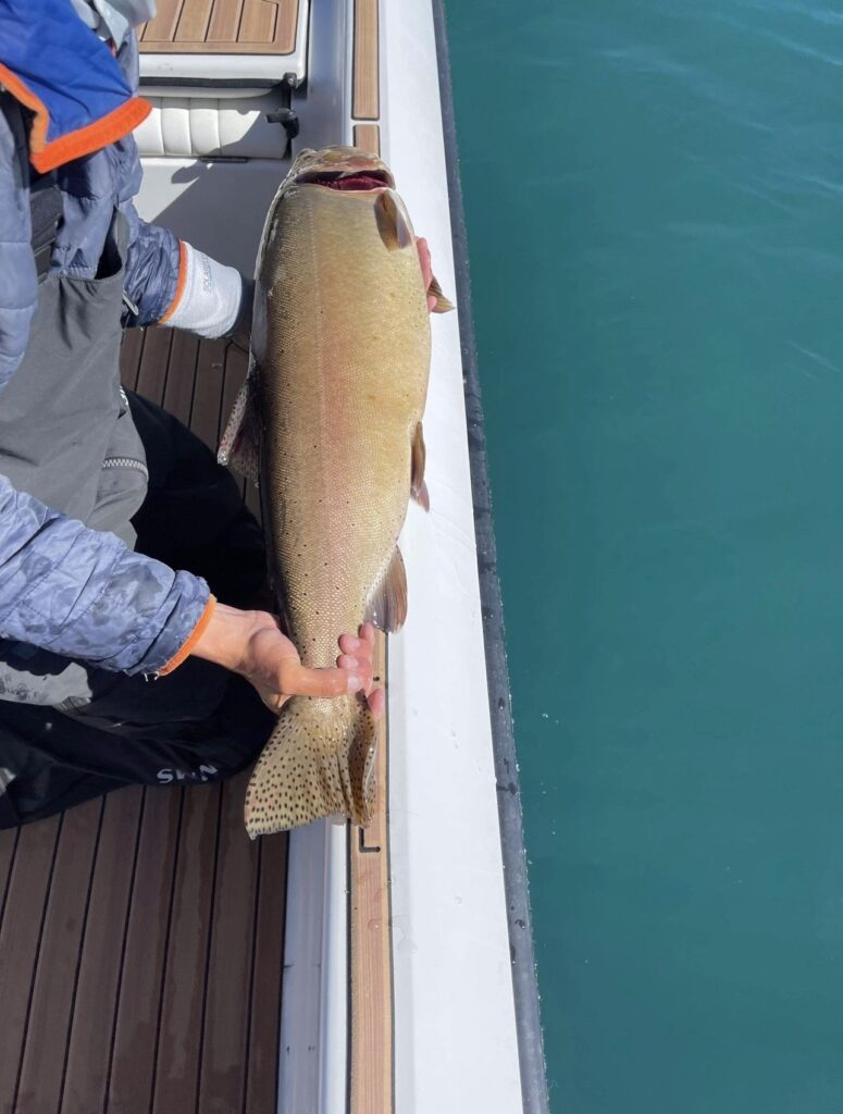 36 inch Lahontan Cutthroat Trout