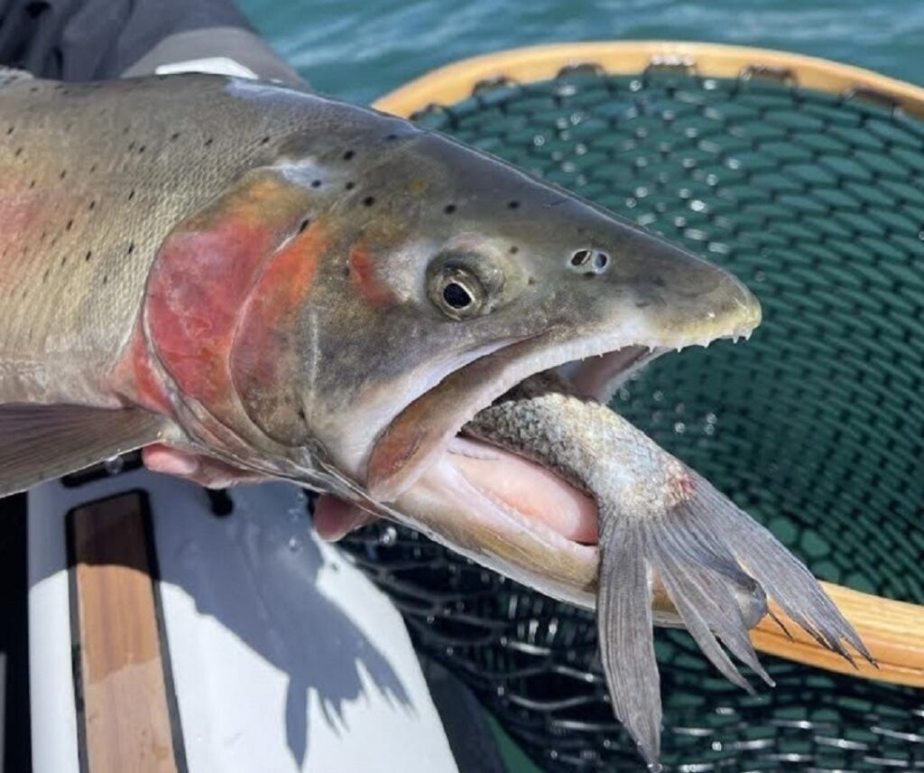 Pyramid Lake Big Fish Eats Bait Fish