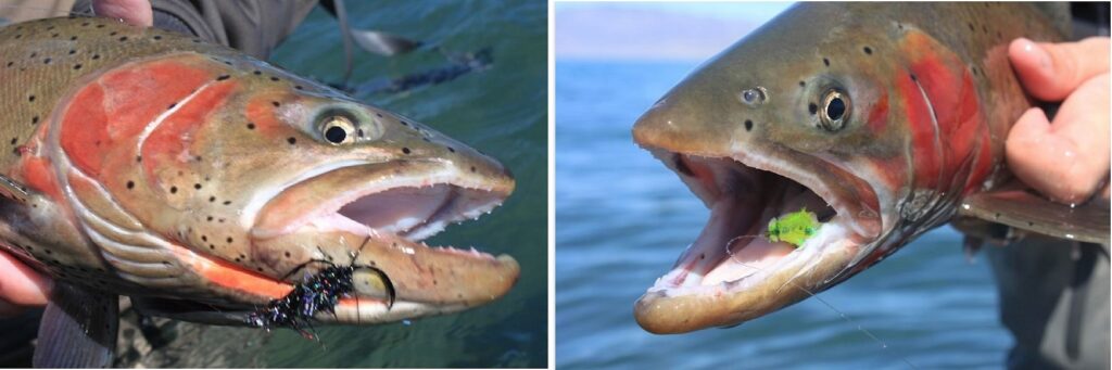 Lahontan Cutthroat Trout with Midnight Cowboy and Popcorn Beetle