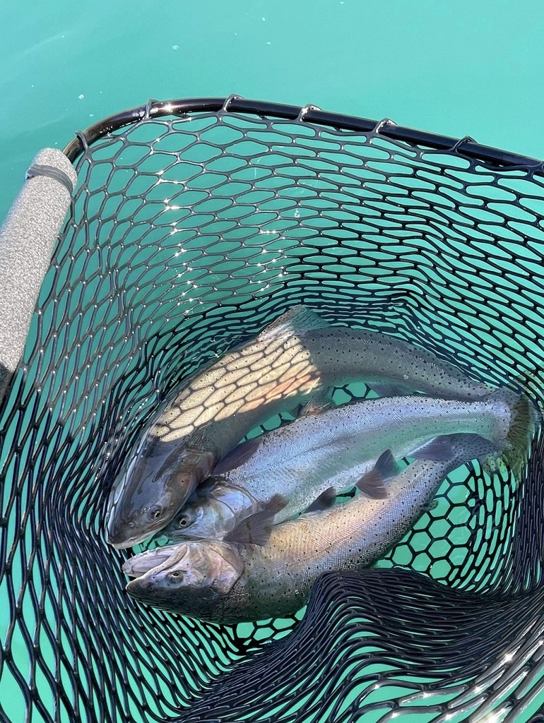 Pyramid Lake Fly fishing guides - 3 to the Net Lahontan Cutthroat Trout