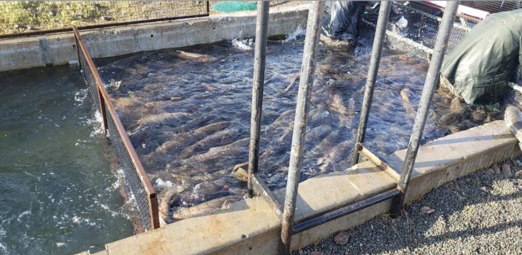 Pyramid Lake Nevada Numana Fish Hatchery