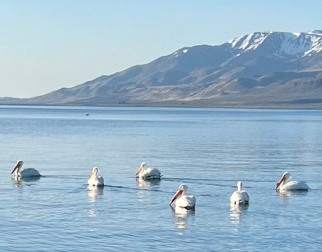 Pyramid Lake Nevada Wild Life - Pelicans