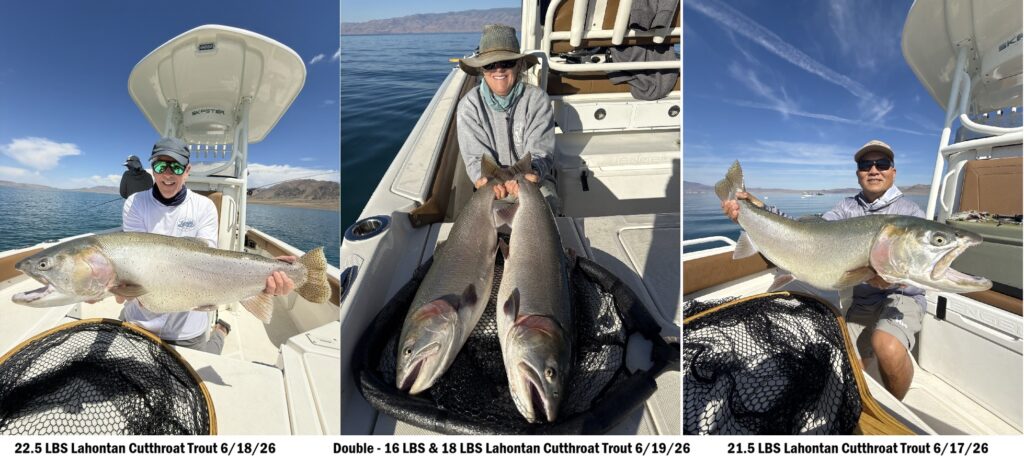 Recent Catches June 2026 - Pyramid Lake Lahontan Cutthroat Trout - Lacey' Guide Service